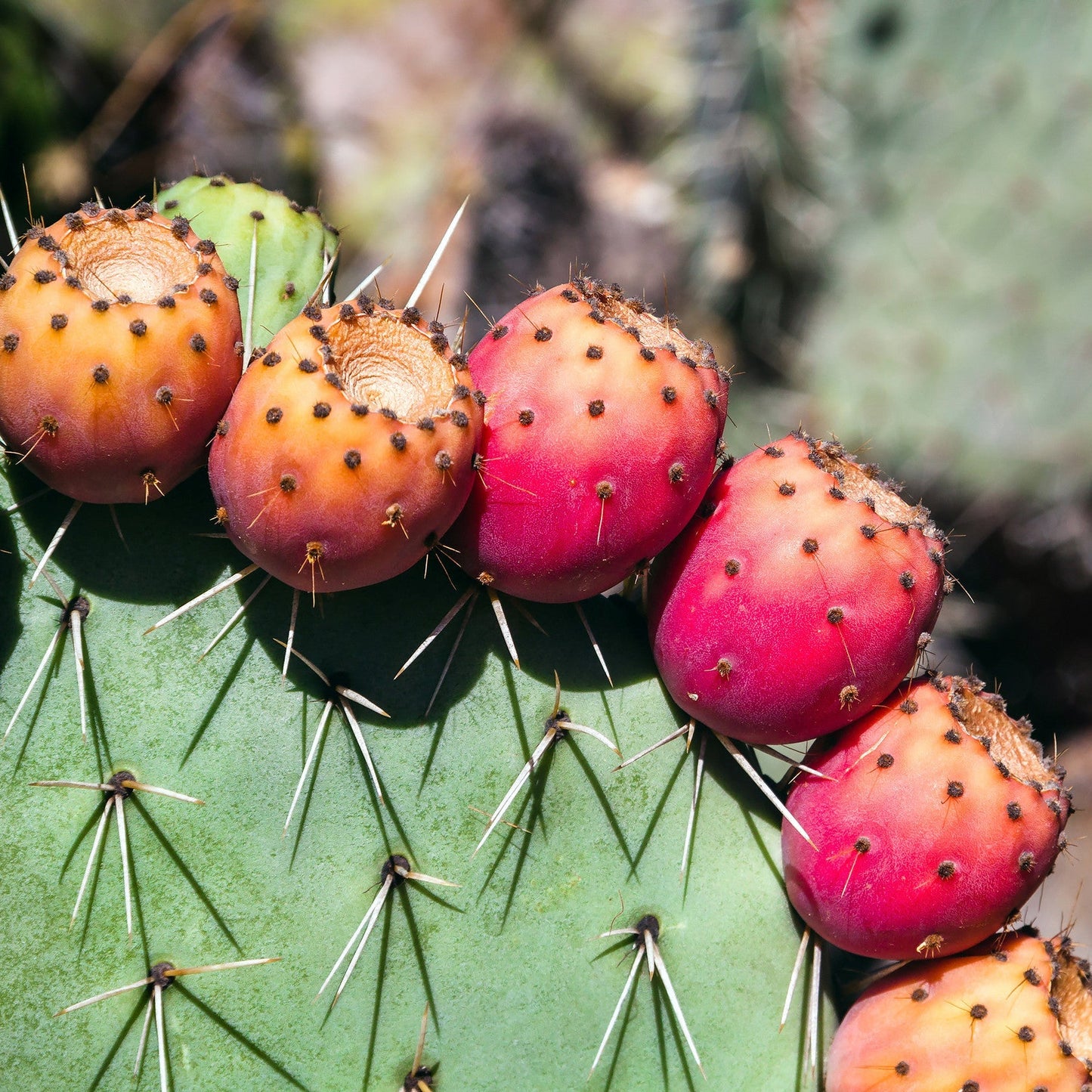 Close-up of a cactus with red fruits and green pads.