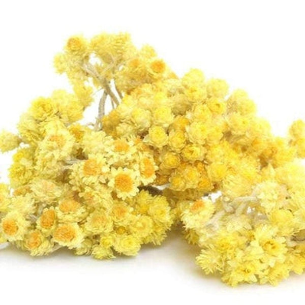 Helichrysum Italicum Essential Oil – Organic | Restorative & Timeless