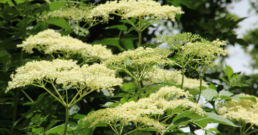 Elderflower in Skincare | Soothing Botanical for Balanced Skin