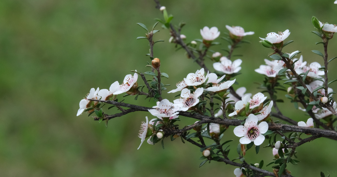 Manuka Honey Ingredient Guide | Skincare, Wellness & Natural Formulation