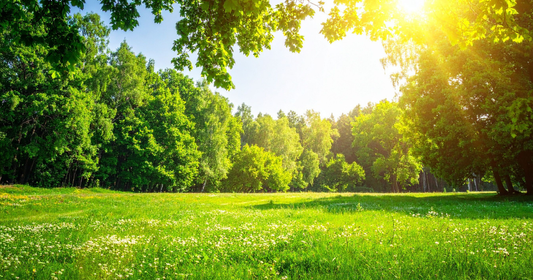 The Power of Sunlight in Natural Skincare & Intentional Living