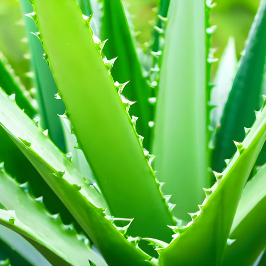 Aloe Vera Extract Powder 100X – Organic | Soothing & Hydrating