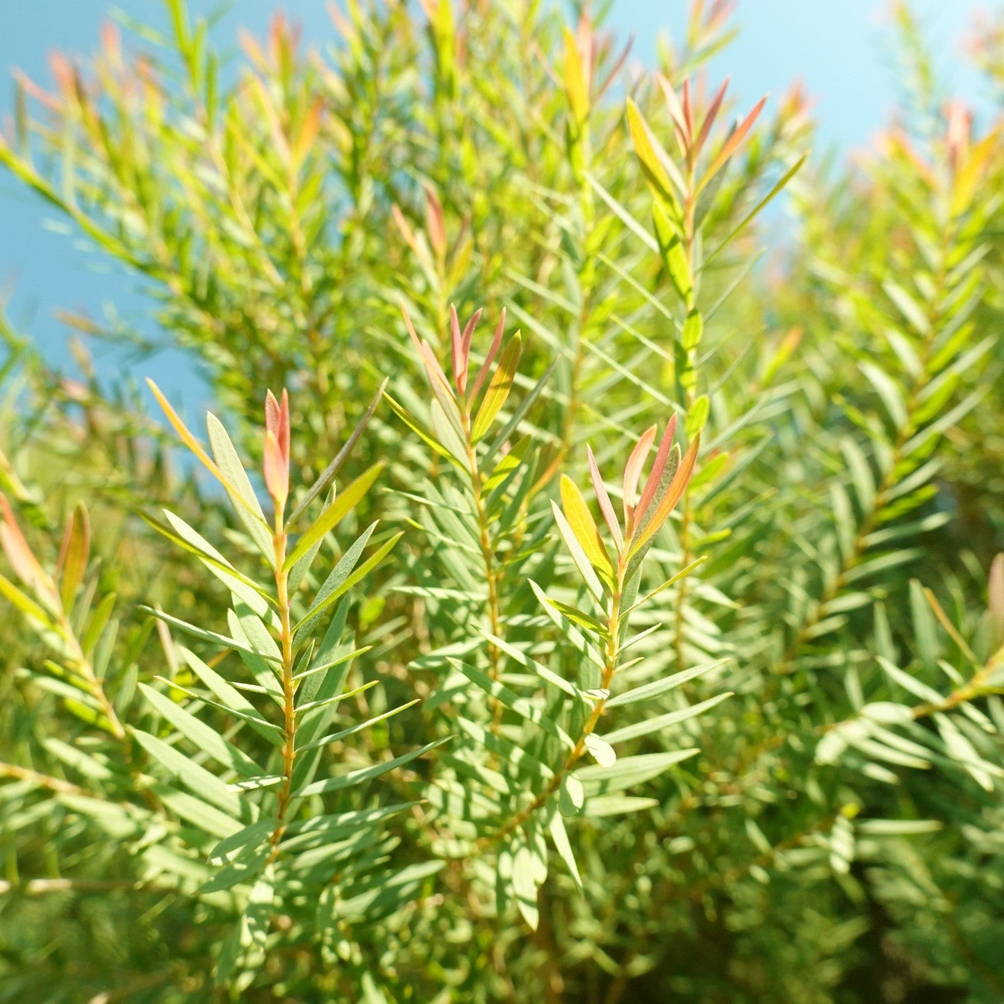 Tea Tree Essential Oil – Australian | Purifying & Clarifying