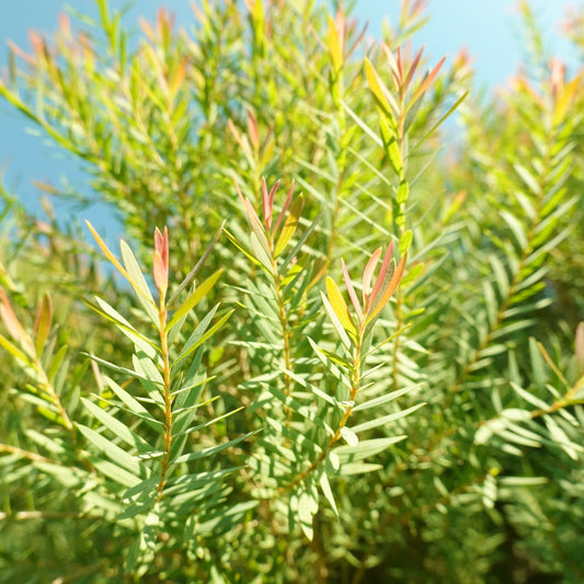 Tea Tree Essential Oil – Australian | Purifying & Clarifying
