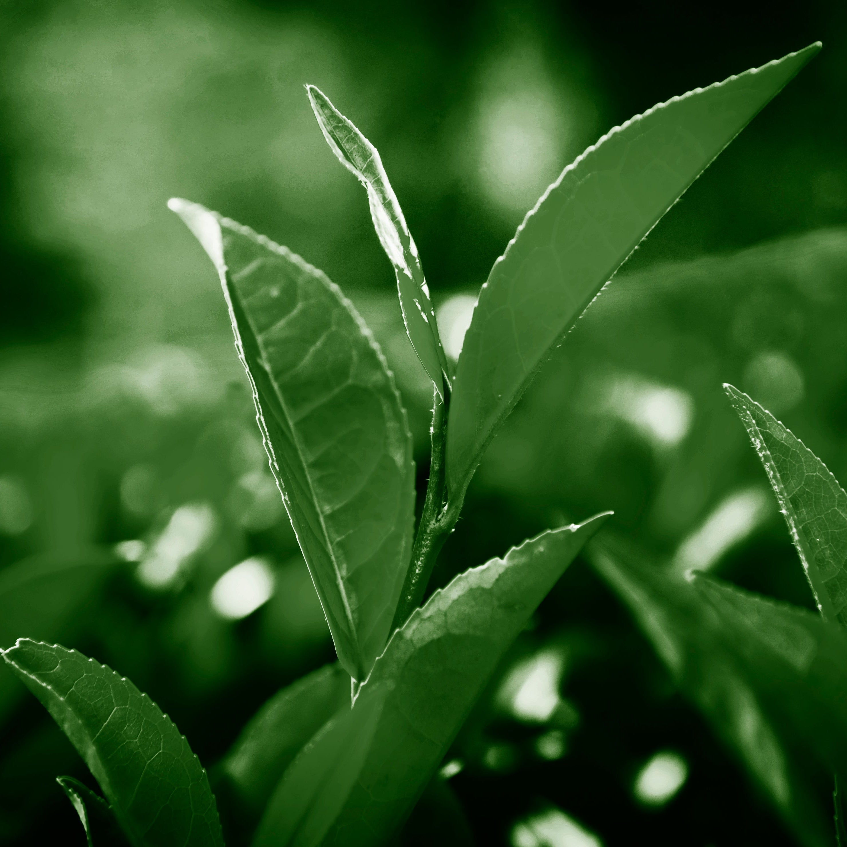 Close-up of green tea leaves with a blurred natural background