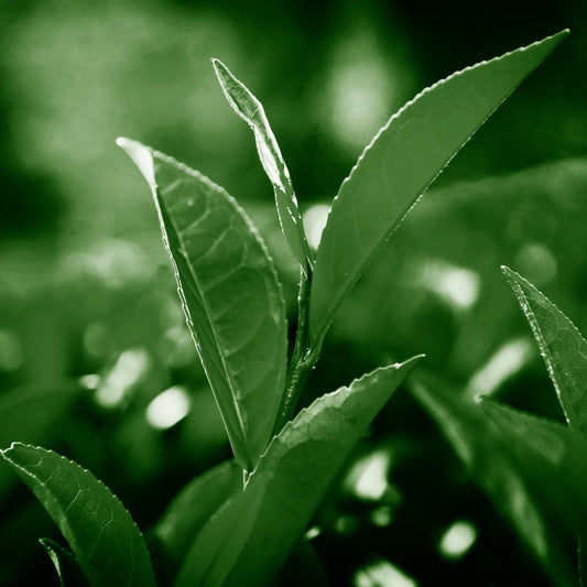 Green Tea Extract Powder 50% Polyphenols | Antioxidant & Revitalizing