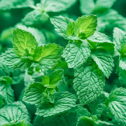 Peppermint Essential Oil – Mentha × piperita | Organic Cooling Clarity