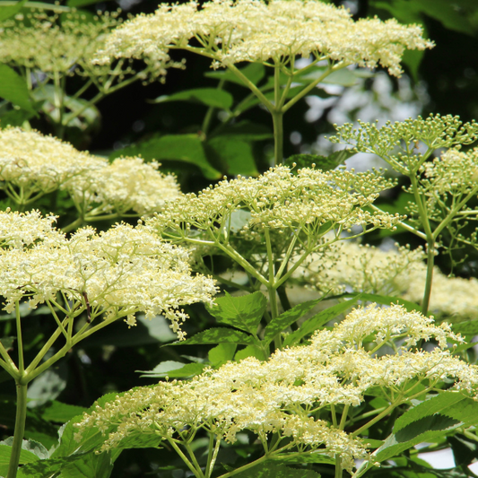 Dried Elderflower (Sambucus Nigra) for Skincare