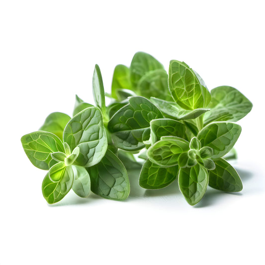 Oregano Essential Oil – Organic | Potent & Protective