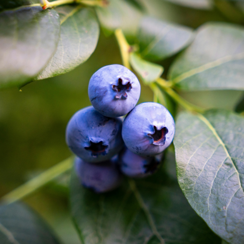 Close-up of blueberries on a branch with green leaves