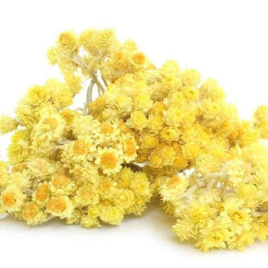 Helichrysum Italicum Essential Oil – Organic | Restorative & Timeless