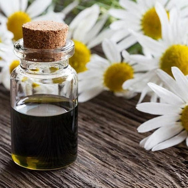 Small glass bottle with cork lid of blue chamomile essential oil  on a wooden surface with daisies in the background