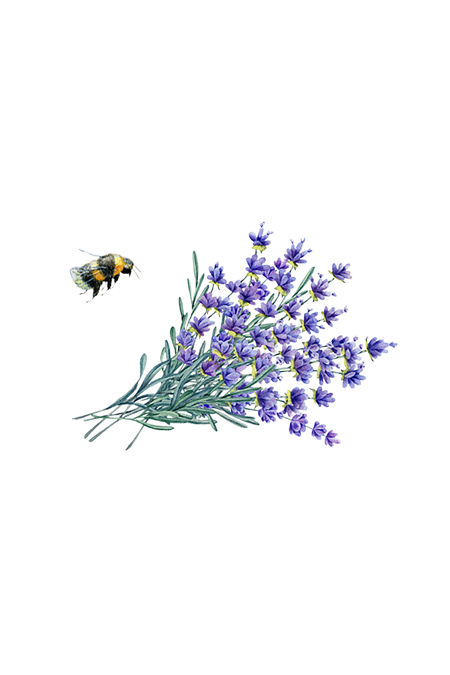 Lavender Essential Oil